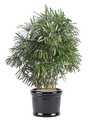 Lady Palms , Aristocratic Lady Palm